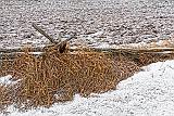 Winter Split Rail Fence_32981